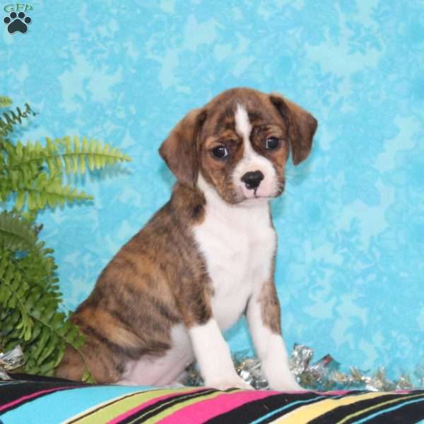 Carolina, Boston Terrier Mix Puppy